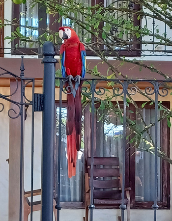 parrot posing on fence