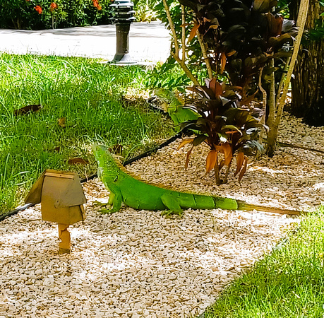 Iguanas around hotel