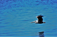 pelican looking for something to eat